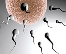 Sperm swimming toward an egg for fertilization.