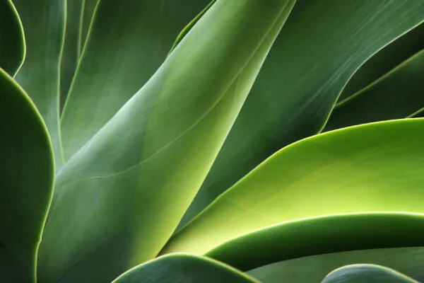 Maintenance Detox: Blue Green Algae