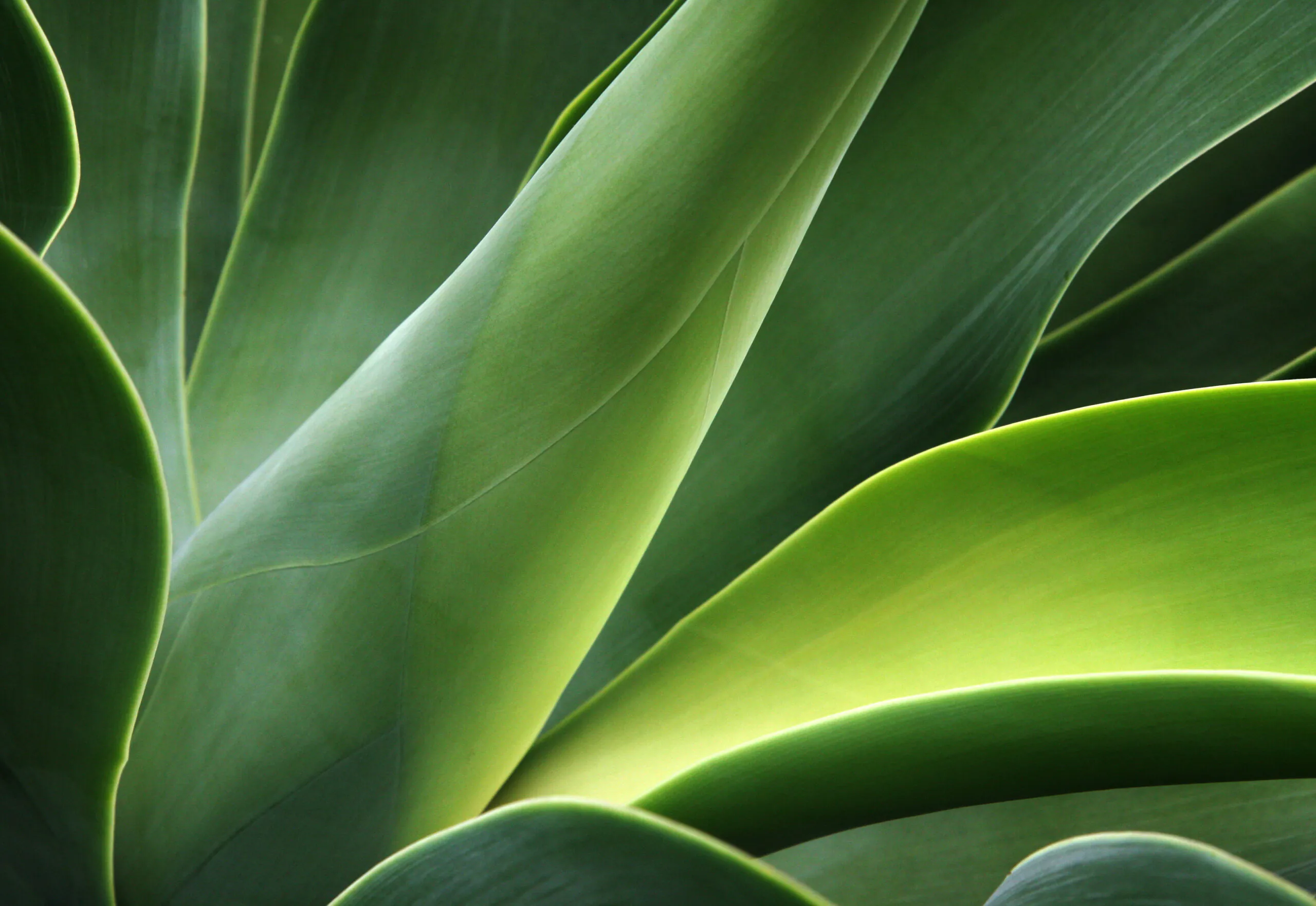 Maintenance Detox: Blue Green Algae