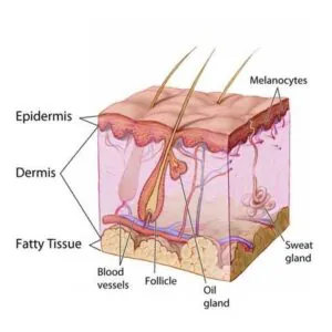 Cross-section illustration of human skin layers and structures.