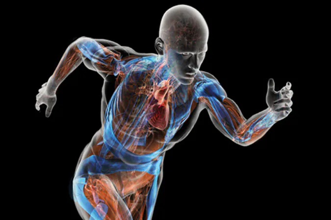 Transparent human figure running, showing muscles and internal organs.